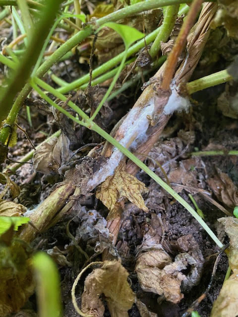 Sclerotinia wilt